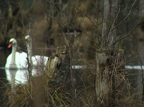 Problemy z wodą do piątku - grafika