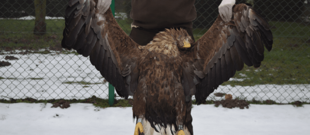 Bielik zginął od uderzenia w linię energetyczną