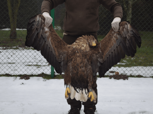 Bielik zginął od uderzenia w linię energetyczną - grafika