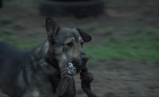 Schronisko przestanie przyjmować psy z powiatu?
