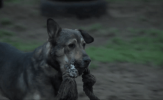 Schronisko przestanie przyjmować psy z powiatu?