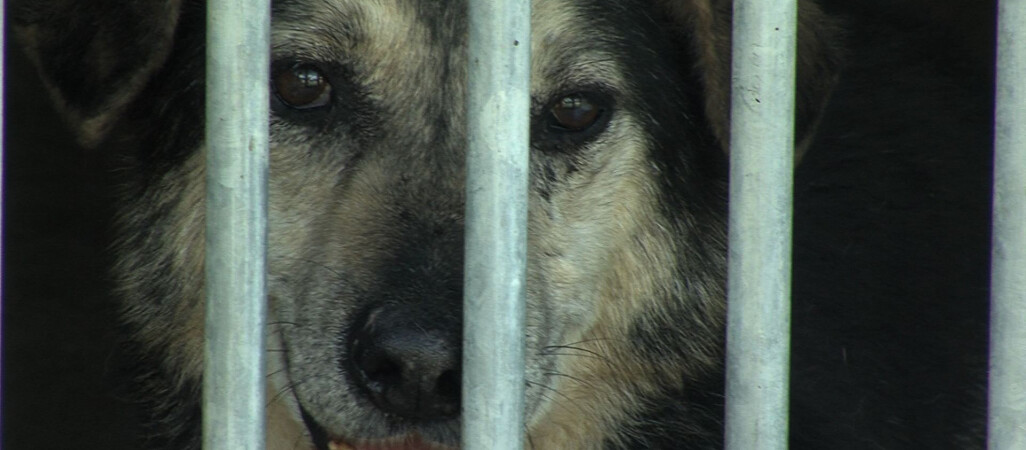 Wolontariusze mogą jeździć za darmo do schroniska