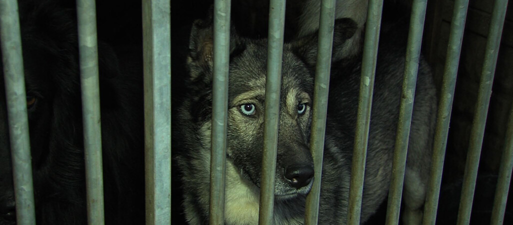 Schronisko przestanie przyjmować psy z powiatu?