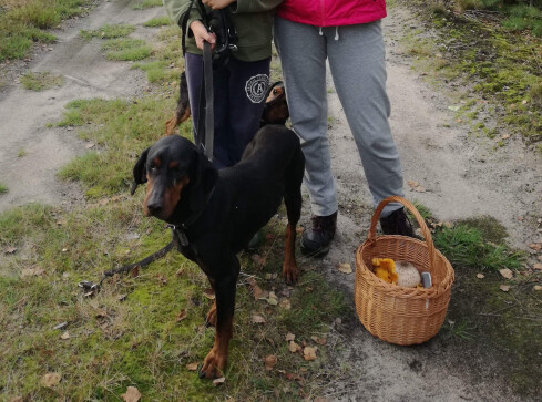 Zaginął pies! - grafika