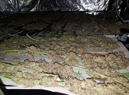 Marihuana o wartości 100 tys zł... rosła w namiotach - grafika