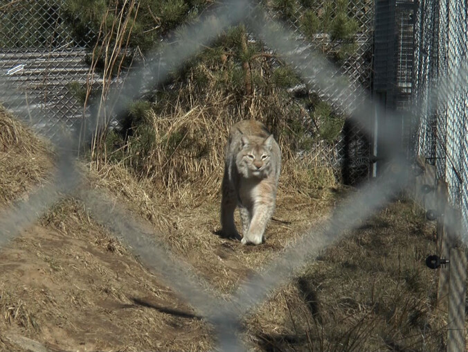 Muca - kolejny ryś  w Dzikiej Zagrodzie w Jabłonowie - grafika