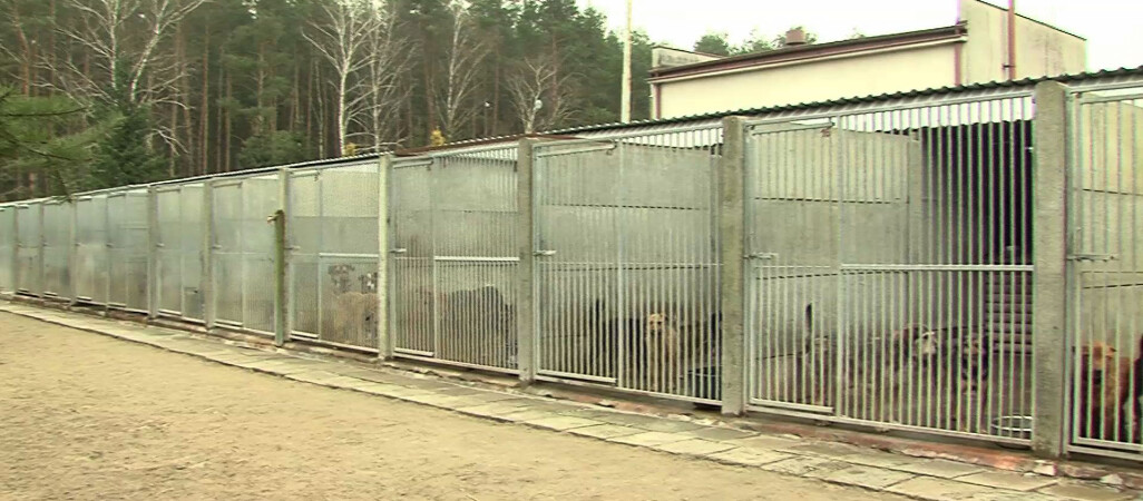 Schronisko w Złotowie też do zamknięcia?