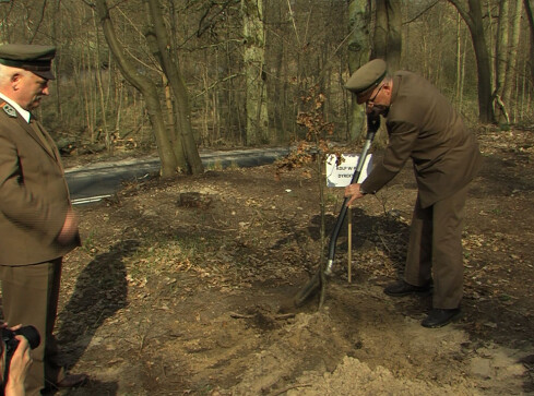 Sto drzew na stulecie odzyskania niepodległości - grafika