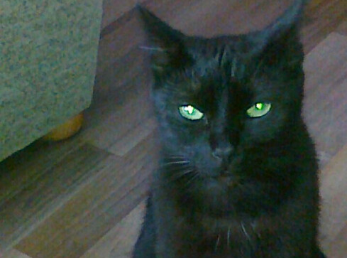 W Pile zaginęła kotka Suri - grafika