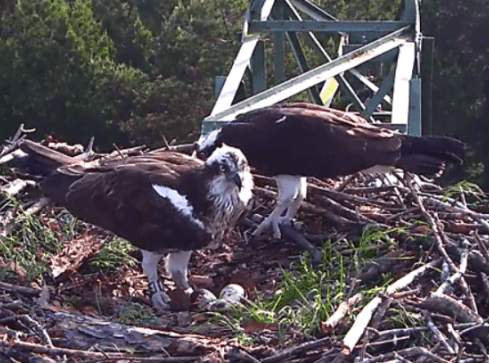 Wszystkie trzy pisklaki rybołowa już się wykluły - grafika