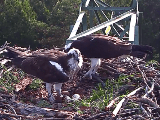 Dziś w nocy wykluło się pierwsze pisklę rybołowa - grafika