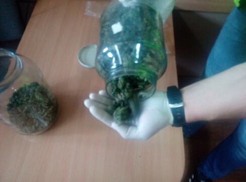 Plantację konopi zlikwidowali policjanci ze Złotowa - grafika