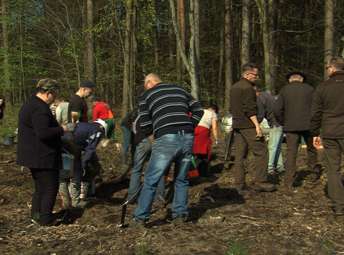 Leśnicy posadzili 24 miliony drzewek w lasach - grafika