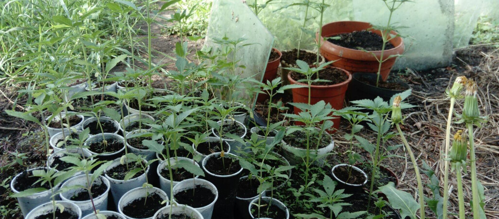 Sukces w walce z handlarzami białą śmiercią