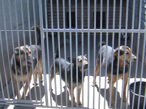 Źle się dzieje w złotowskim schronisku dla zwierząt? - grafika