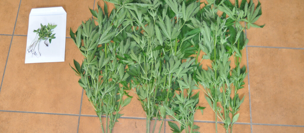 Uprawa konopi indyjskich pod folią na ogródku