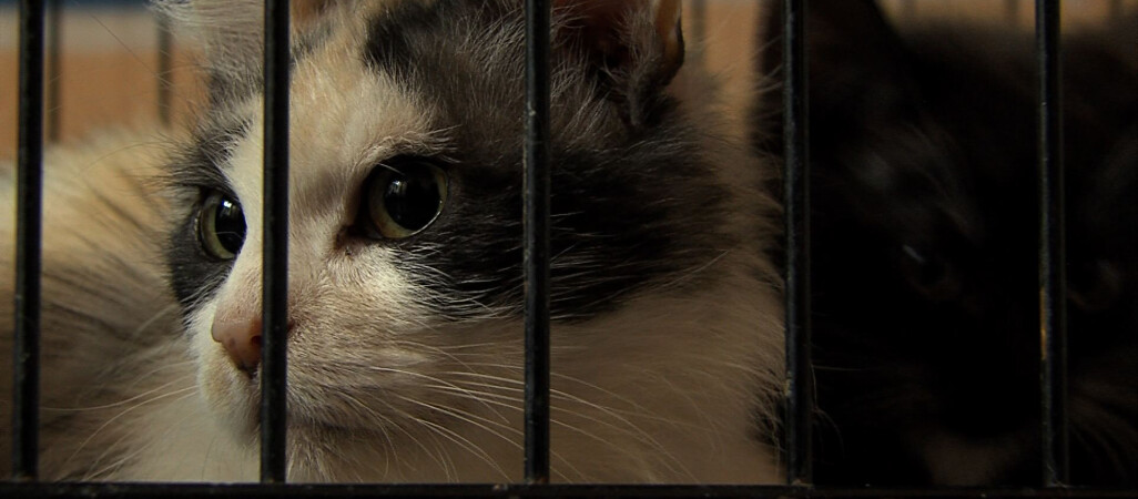 Miasto dopłaca do kastracji i sterylizacji zwierząt