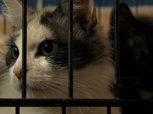 Miasto dopłaca do kastracji i sterylizacji zwierząt - grafika
