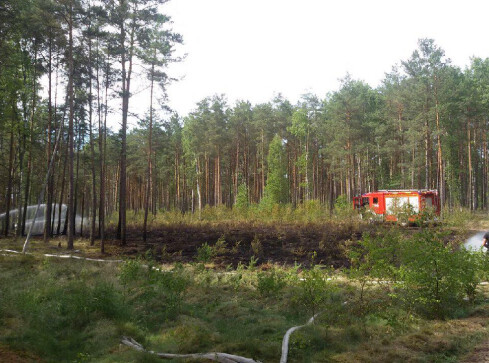 Płotki: spłonęło niemal pół hektara młodnika - grafika