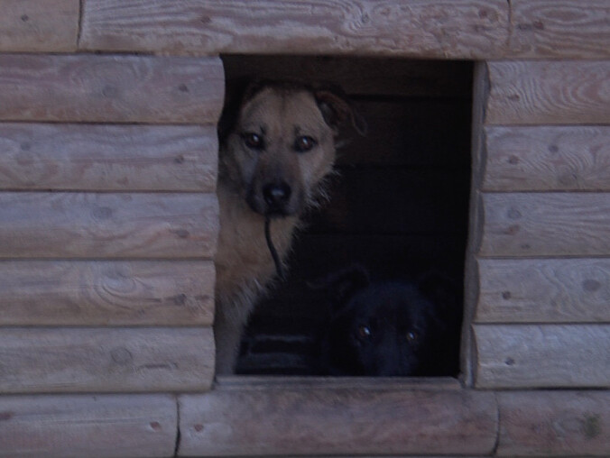 Nie będzie schroniska w Złotowie - grafika