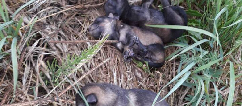 12 szczeniaków w worku. Nie udało się ich uratować