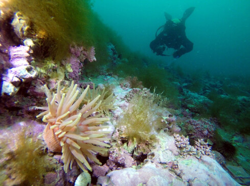 Dwupłatowce na pilskim niebie - grafika