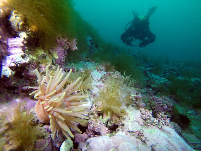 Spitsbergen zdobyty! - grafika