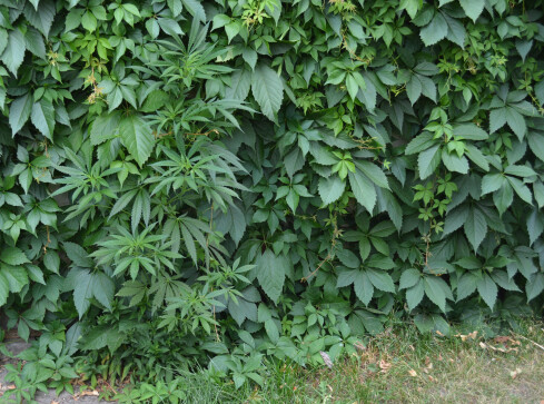 50 gramów marihuany i 9 sadzonek konopi - grafika