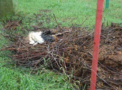 Zniszczone gniazdo bocianie. Jeden ptak zginął - grafika