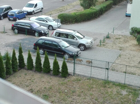 Dziki spacerowały po... Spacerowej w Pile - grafika