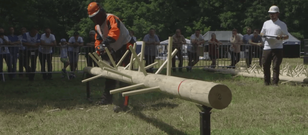 Rżnęli drewno na czas