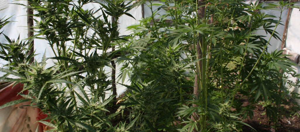 Uprawiał konopie indyjskie pod folią