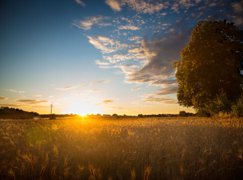 Rolnicy dotknięci klęską suszy. Apel do wojewody - grafika