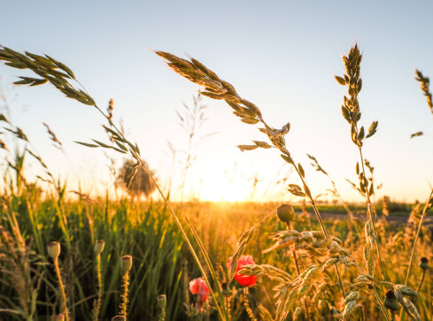 Trwa szacowanie szkód wywołanych przez suszę - grafika