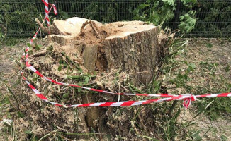 Rzeź drzew w Pile? [GALERIA]