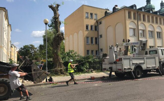 Rzeź drzew w Pile? [GALERIA]