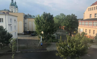 Rzeź drzew w Pile? [GALERIA]