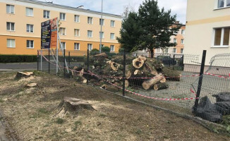 Rzeź drzew w Pile? [GALERIA]