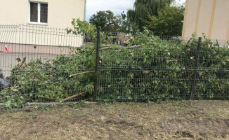 Rzeź drzew w Pile? [GALERIA]