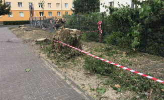 Rzeź drzew w Pile? [GALERIA]
