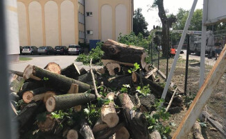 Rzeź drzew w Pile? [GALERIA]
