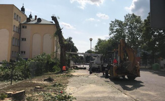 Rzeź drzew w Pile? [GALERIA]