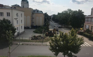 Rzeź drzew w Pile? [GALERIA]