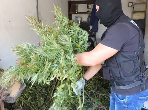Marihuana o wartości 300 tys zł w złotowskim [VIDEO] - grafika