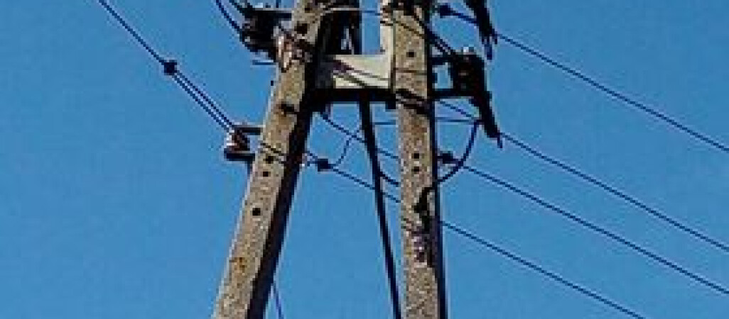 Straż i energetyka nie chcą pomóc ściągnąć kota