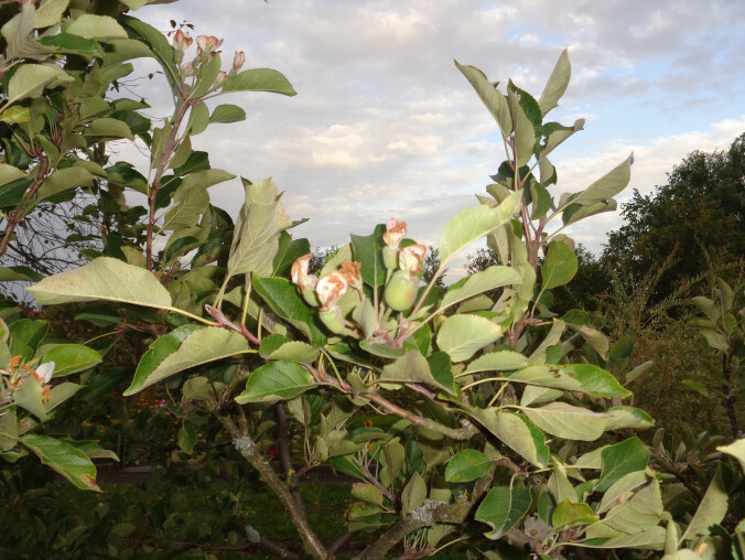 Po raz drugi kwitną jabłonie - grafika