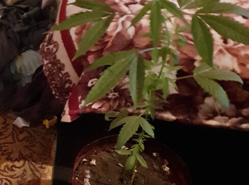 Bracia prowadzili domową uprawę konopi - grafika