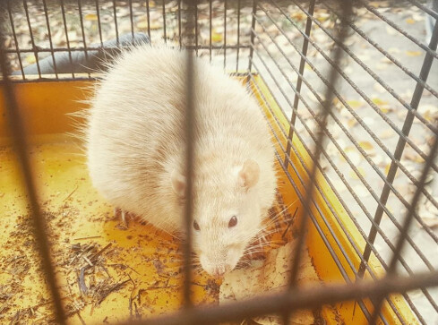 Ktoś porzucił udomowionego szczura. Bazyli szuka domu - grafika