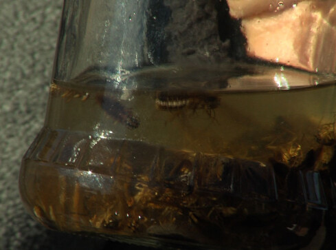 Plaga karaluchów. Wszystko przez nielegalne wysypisko - grafika