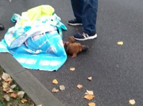 Czy tak powinien wyglądać transport rannych zwierząt? - grafika